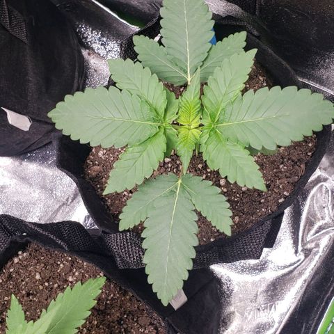 Peyote growlog timeline photo