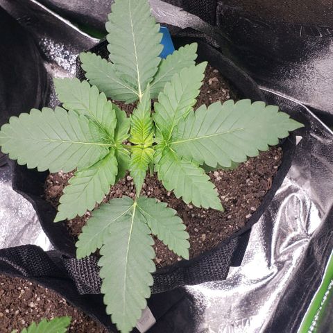 Peyote growlog timeline photo