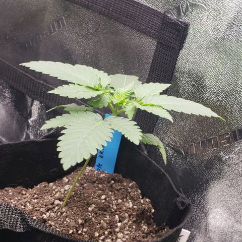 Peyote growlog timeline photo