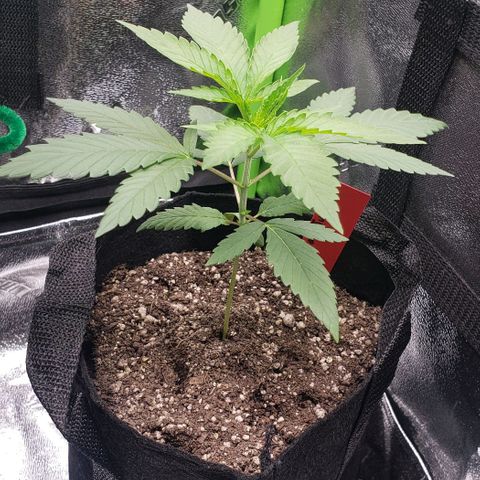 Samarian Sunset growlog timeline photo
