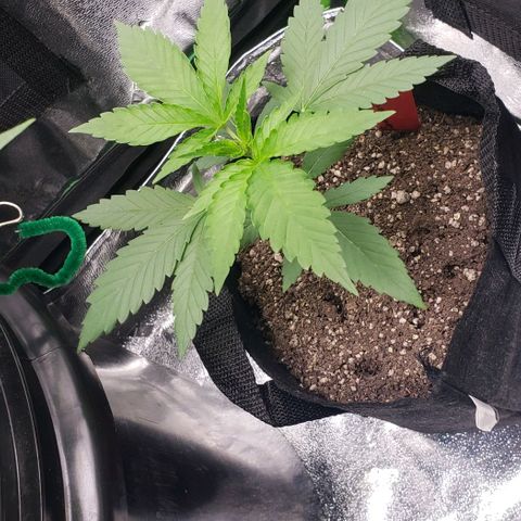 Samarian Sunset growlog timeline photo