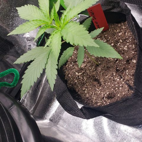 Samarian Sunset growlog timeline photo