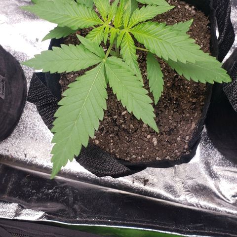 Angelito growlog timeline photo