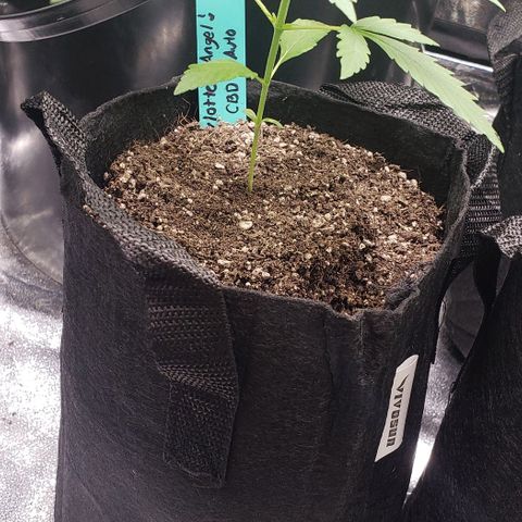 Angelito growlog timeline photo