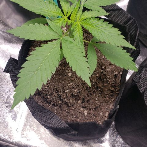 Angelito growlog timeline photo