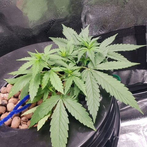Guineo growlog timeline photo