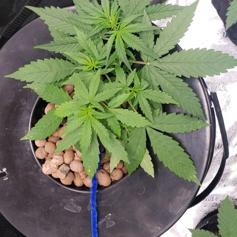 Guineo growlog timeline photo