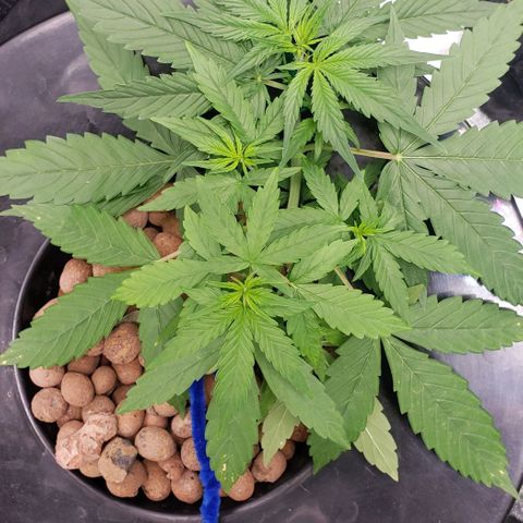Guineo growlog timeline photo