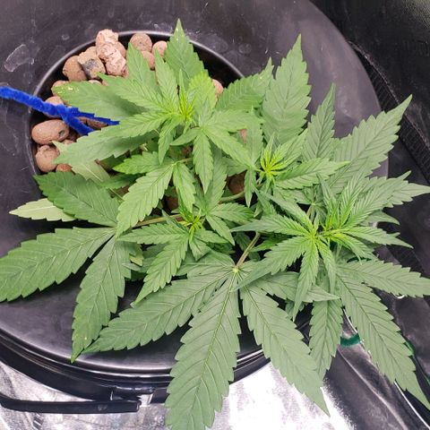 Guineo growlog timeline photo