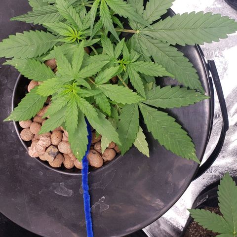 Guineo growlog timeline photo