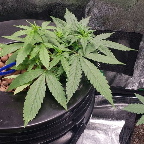 Guineo growlog timeline photo