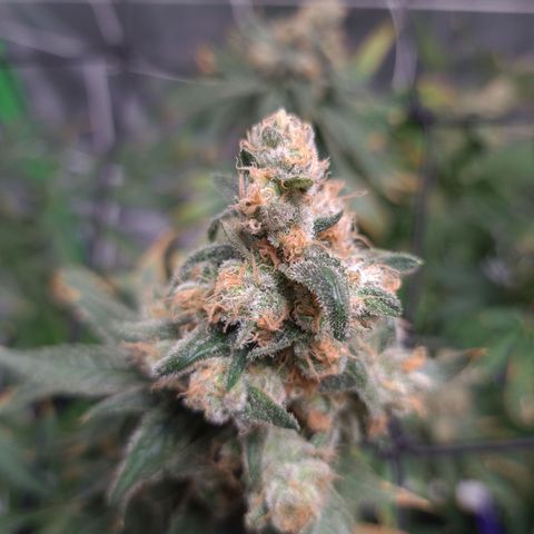Cookie growlog timeline photo
