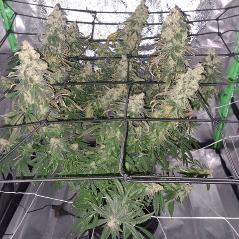 Cookie growlog timeline photo