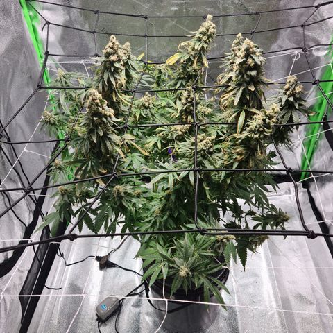 Cookie growlog timeline photo