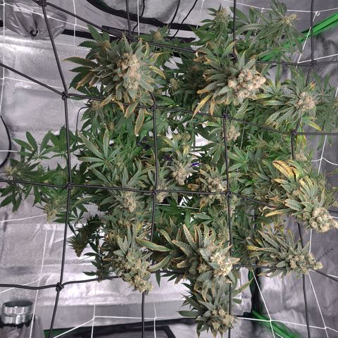 Cookie growlog timeline photo
