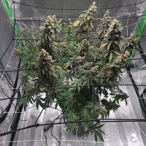 Cookie growlog timeline photo