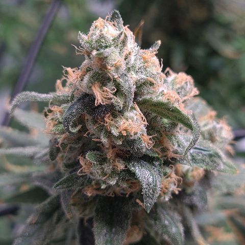 Cookie growlog timeline photo