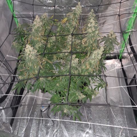 Cookie growlog timeline photo