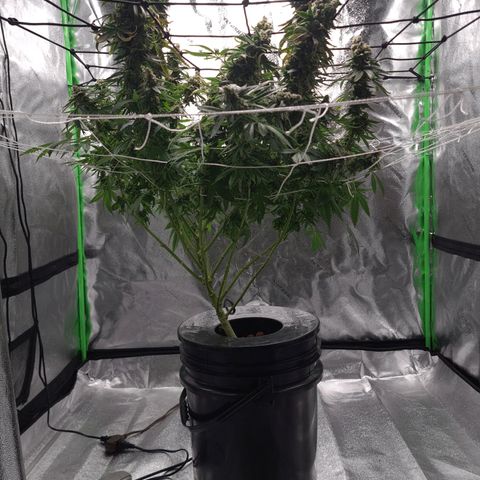 Cookie growlog timeline photo