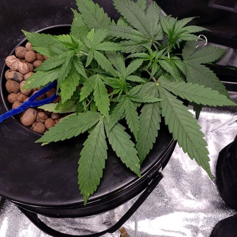 Guineo growlog timeline photo
