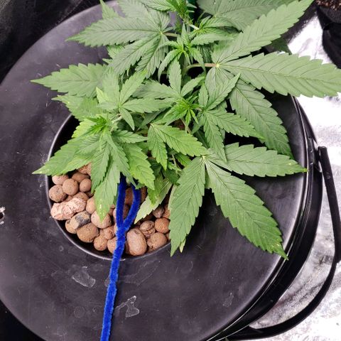 Guineo growlog timeline photo