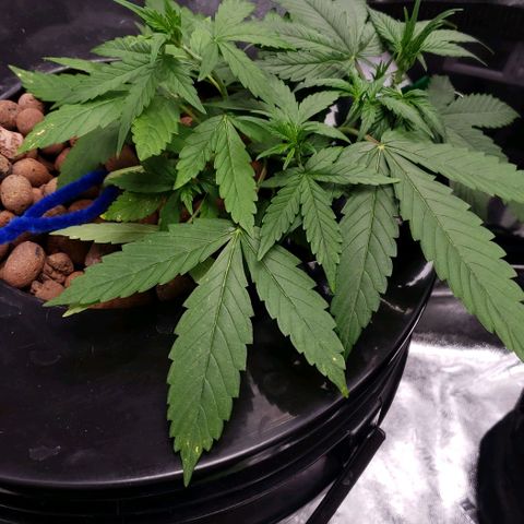 Guineo growlog timeline photo