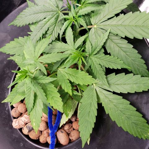 Guineo growlog timeline photo