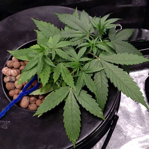 Guineo growlog timeline photo