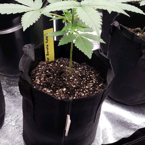 Patacon growlog timeline photo