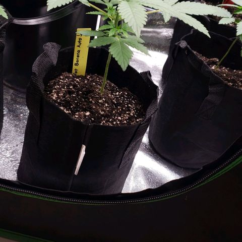 Patacon growlog timeline photo