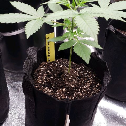Patacon growlog timeline photo