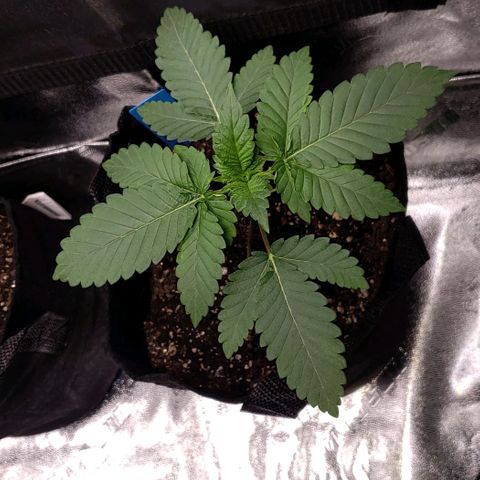 Peyote growlog timeline photo