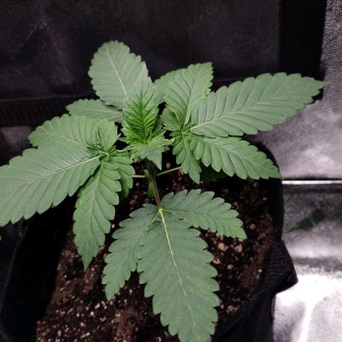 Peyote growlog timeline photo