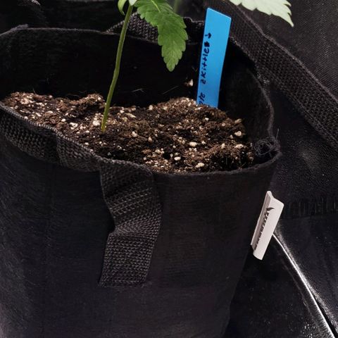 Peyote growlog timeline photo