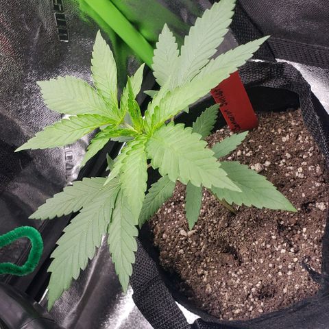 Samarian Sunset growlog timeline photo