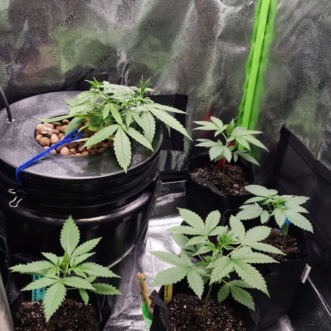 Samarian Sunset growlog timeline photo
