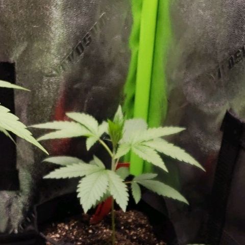 Samarian Sunset growlog timeline photo