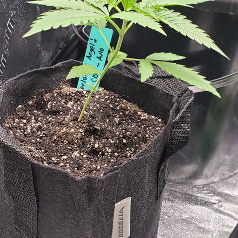 Angelito growlog timeline photo