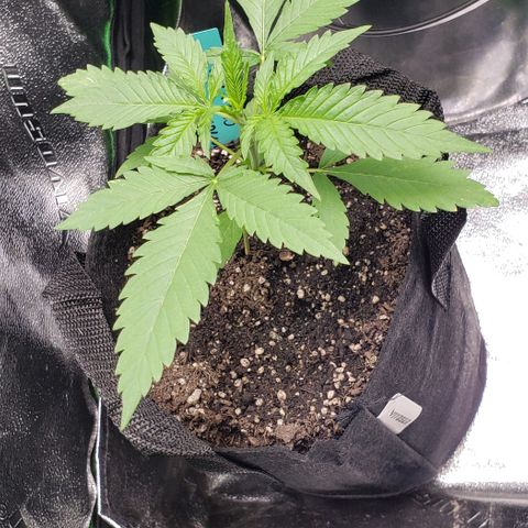 Angelito growlog timeline photo