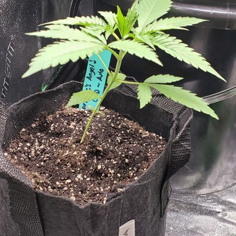 Angelito growlog timeline photo