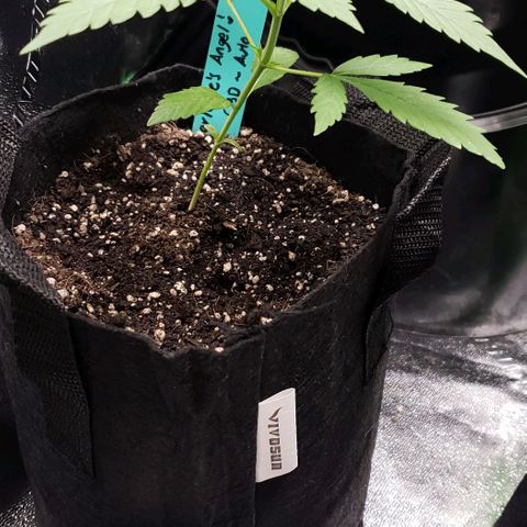 Angelito growlog timeline photo