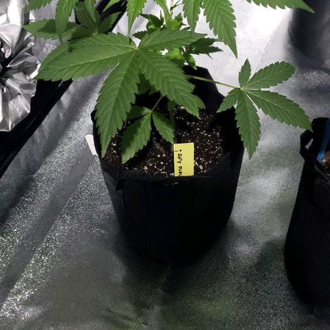 Patacon growlog timeline photo