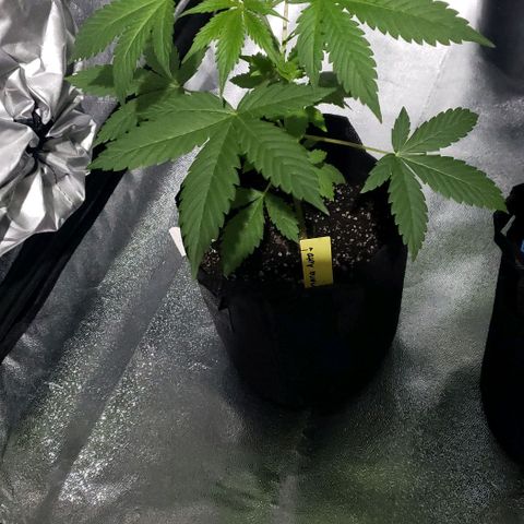 Patacon growlog timeline photo