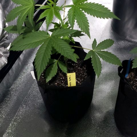 Patacon growlog timeline photo