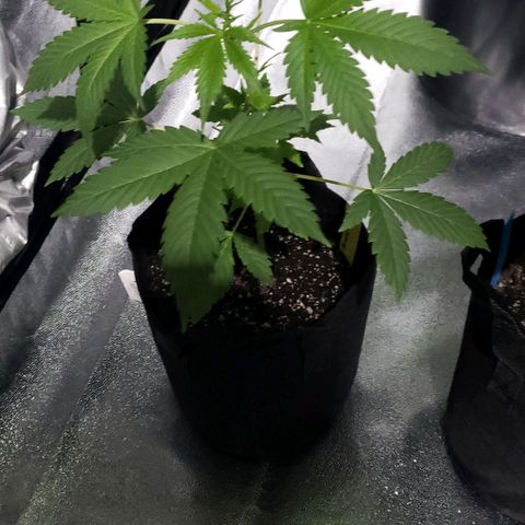 Patacon growlog timeline photo
