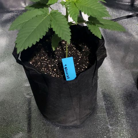 Peyote growlog timeline photo