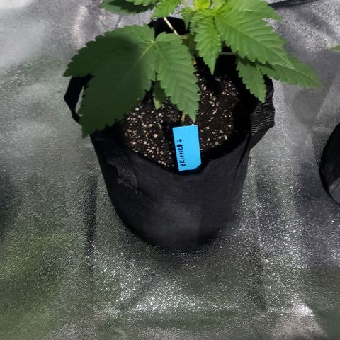 Peyote growlog timeline photo