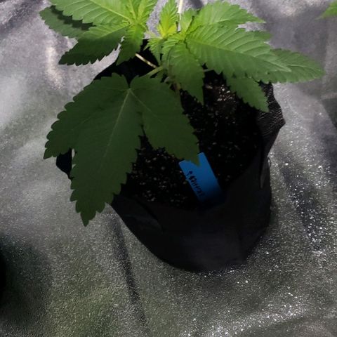 Peyote growlog timeline photo
