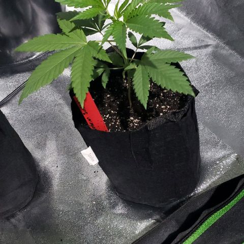 Samarian Sunset growlog timeline photo