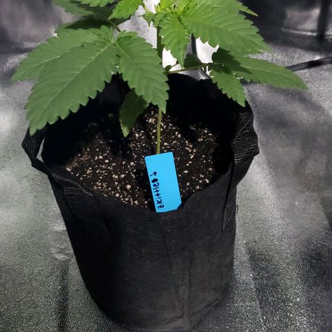 Peyote growlog timeline photo